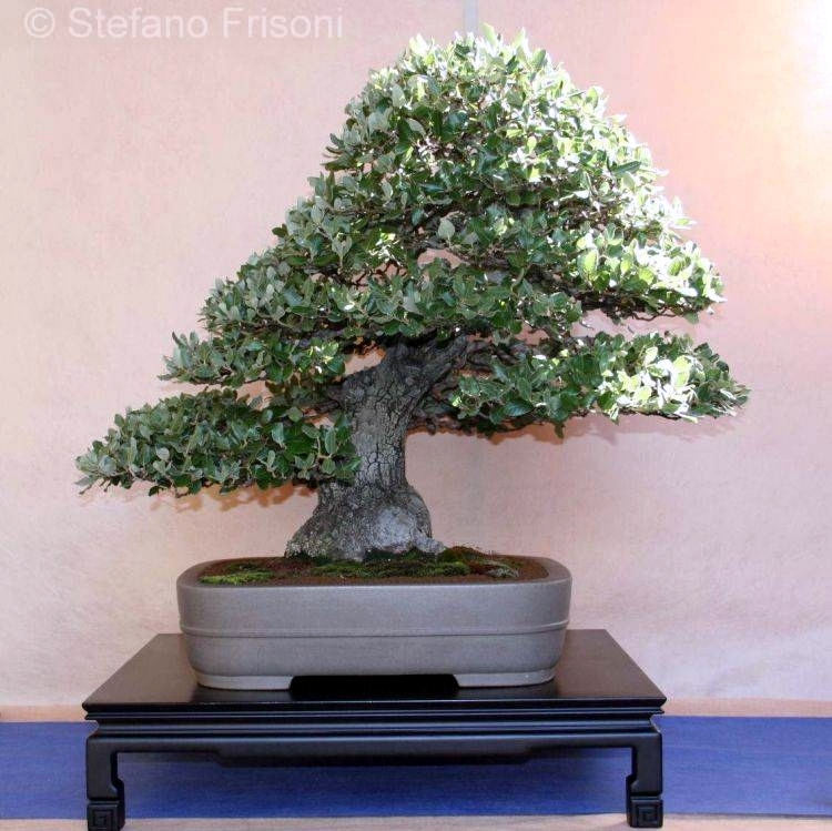 Quercus ilex Stefano Frisoni.jpg