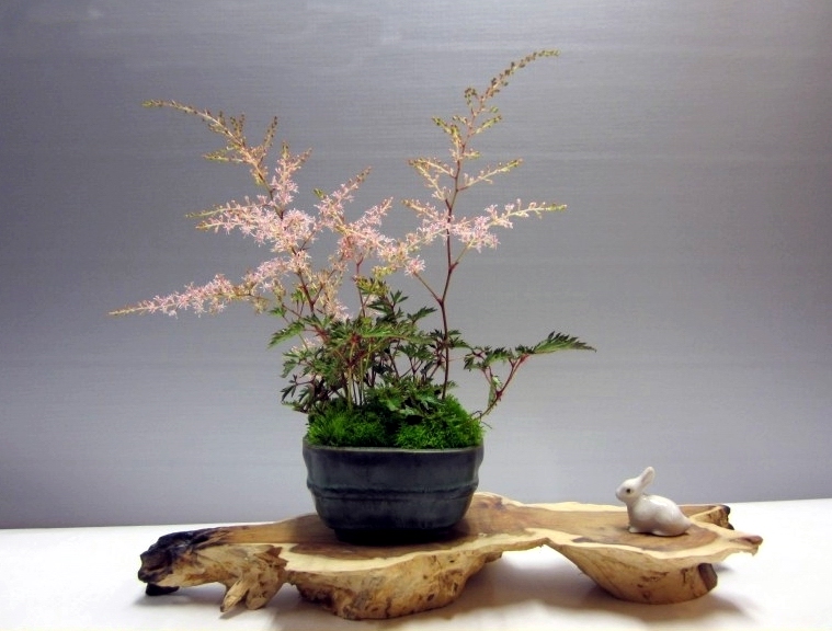 Accent van de maand juli 2012 Astilbe Alain Devroo.jpg