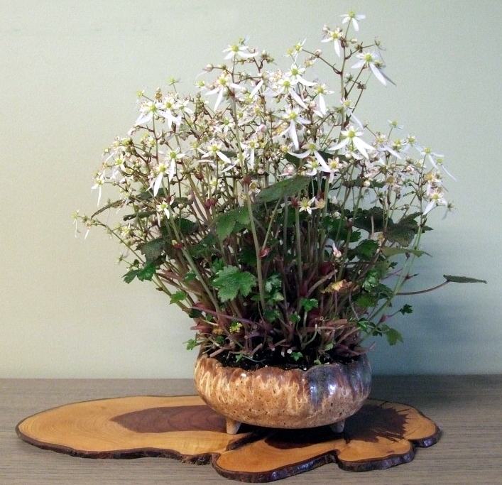 Accent van de maand november 2012 Saxifraga cortusifolia \\'Rokuju\\' 009.jpg