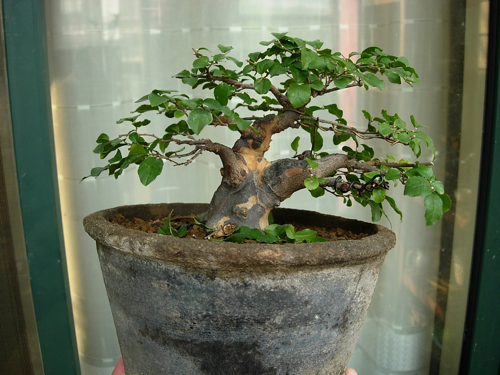 DSCN8729_conew1.jpg