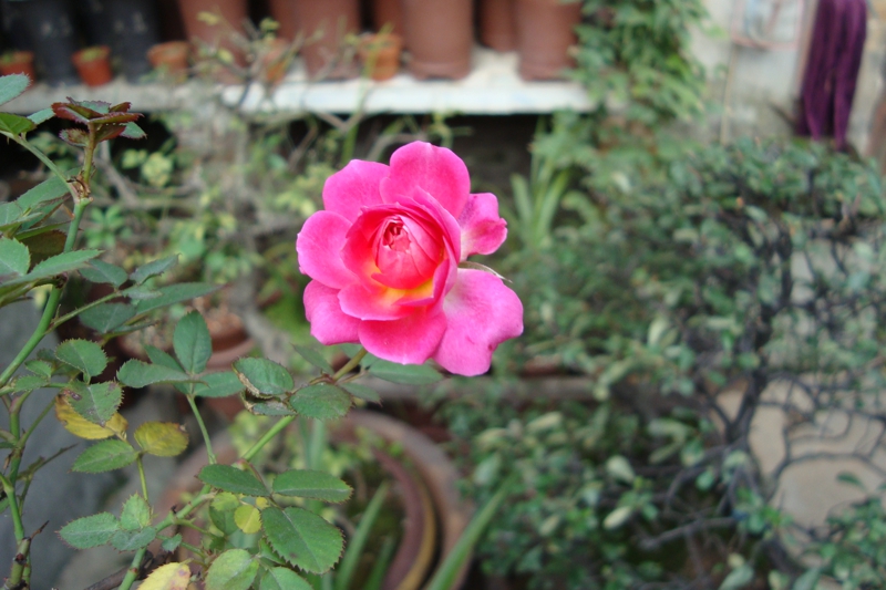 DSC08514.jpg