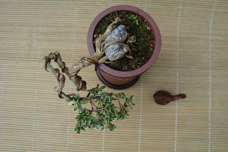 DSC08517.jpg