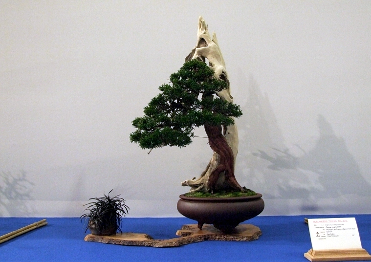 Noelanders Trophy XIII 2012 39a.jpg