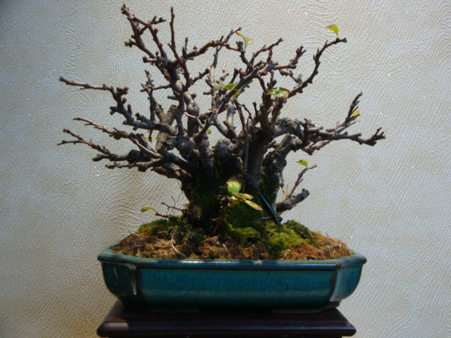 DSC01366.JPG