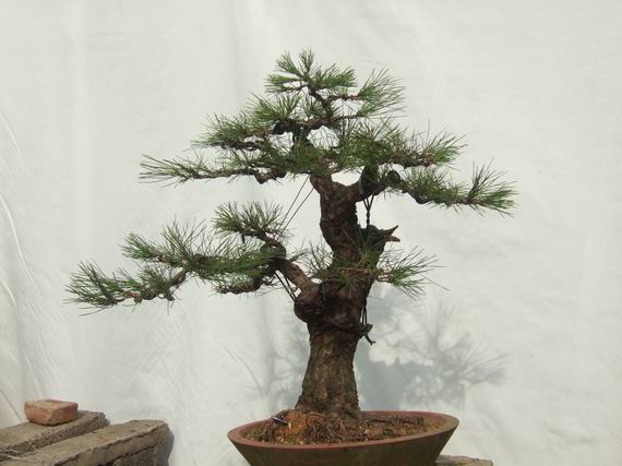 С DSCF7895.JPG
