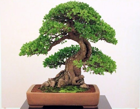 Bonsai Autumn 2010 016.jpg