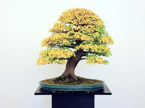 Bonsai Autumn 2010 017.jpg