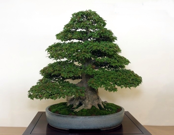 Bonsai van de maand september 2012 Acer buergerianum Mark Cooper.jpg