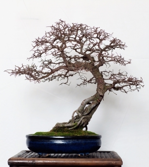 National Bonsai Congress Portugal  2011 Exhibition 010.jpg
