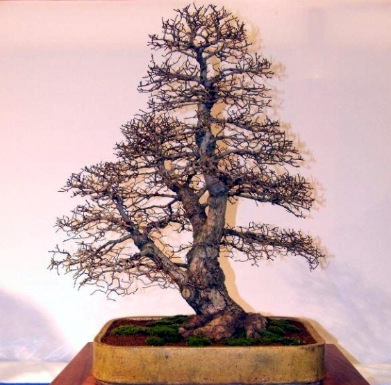 Noelanders Trophy IX 2008 (134).jpg