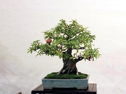 Sakka Ten 2012 035.jpg