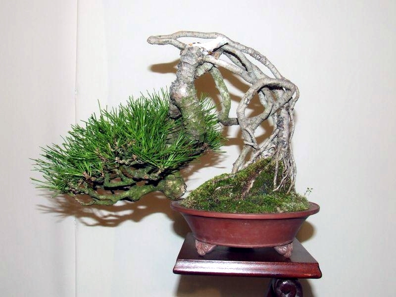 Noelanders Trophy IX 2008 (3).jpg