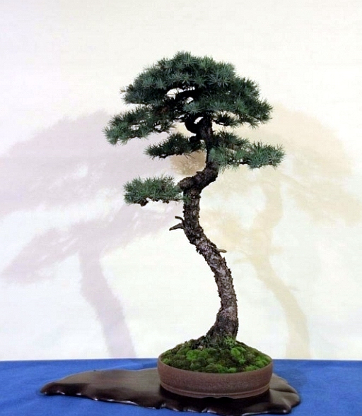 Sakka Ten 2012 042.jpg