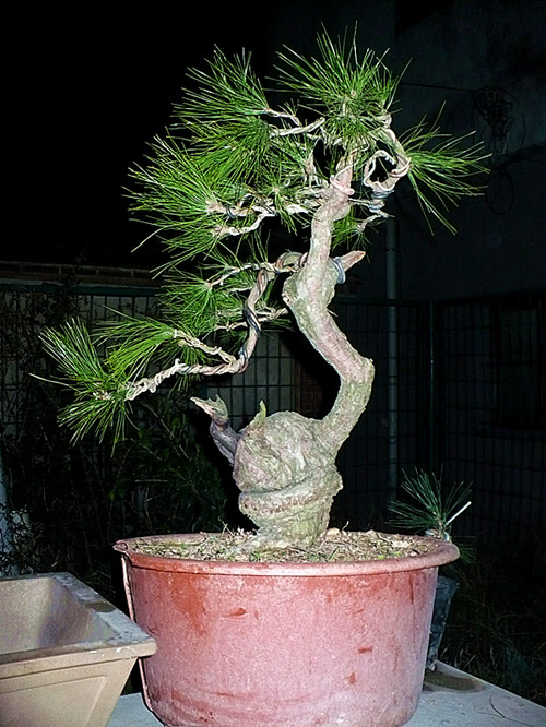 P1030988_.jpg