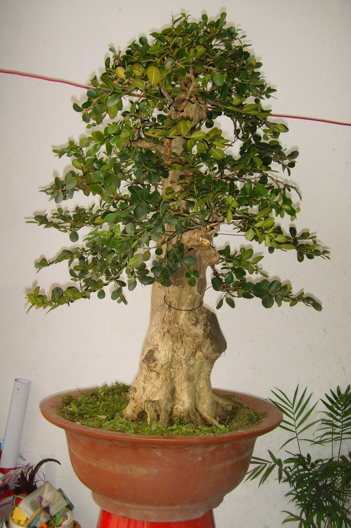 SNV39281.JPG