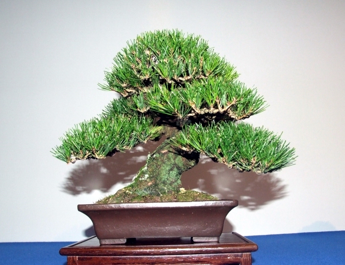 Noelanders Tr50b.jpg