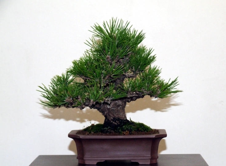 Go-Gatsu Ten 2008 045.jpg