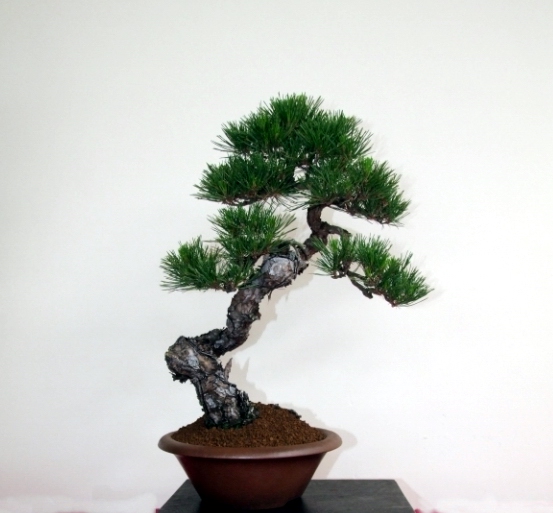 Bonsai Expo  \\'t VEERLE 04-06-2011 059.jpg