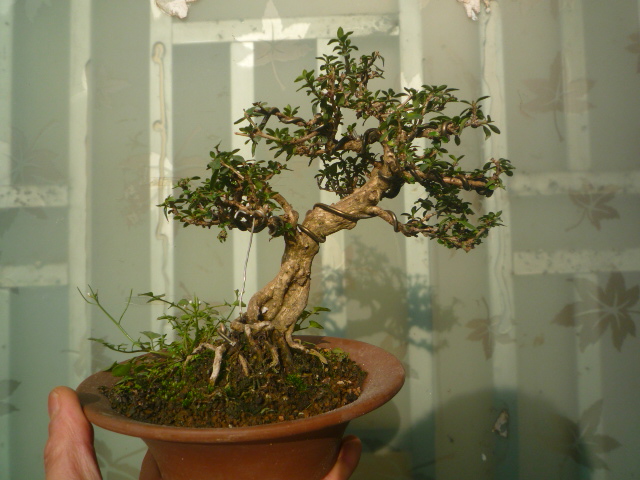 P1070138.JPG