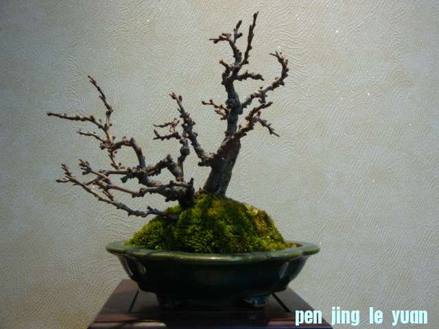 DSC01371.JPG
