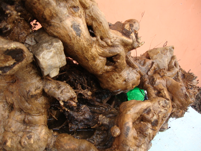 DSC08534.JPG