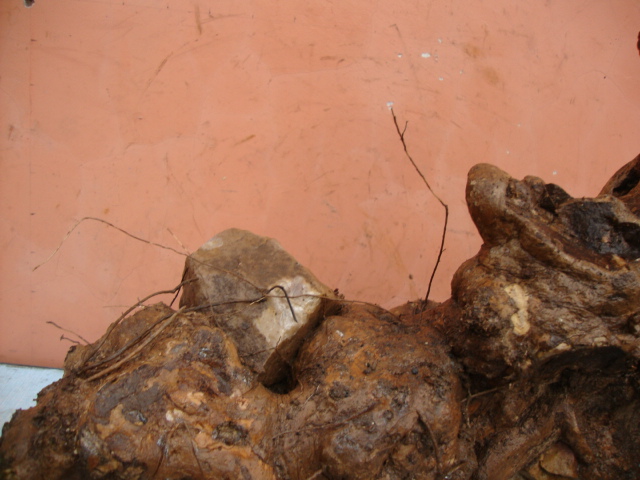 DSC08542.JPG