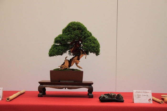 Bonsai Autumn 2010 024.jpg
