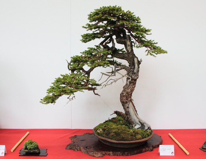 Bonsai Autumn 2010 007.jpg