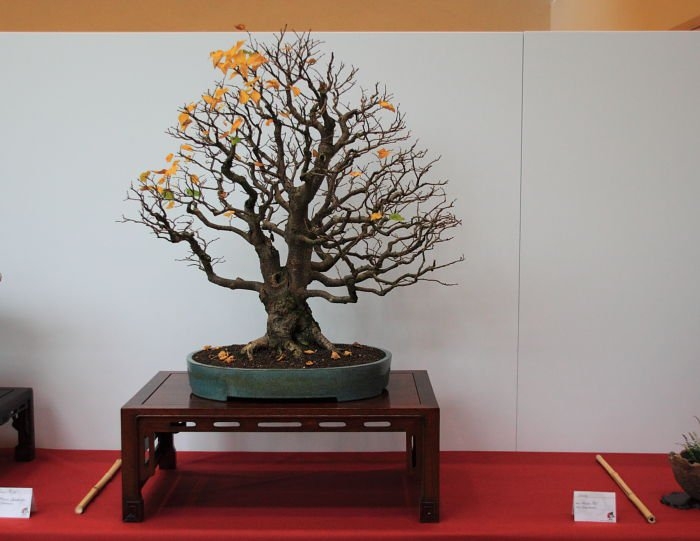 Bonsai Autumn 2010 005.jpg