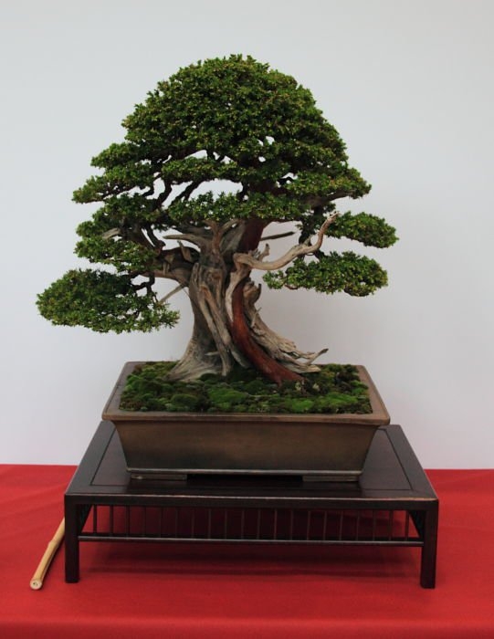 Bonsai Autumn 2010 004.jpg