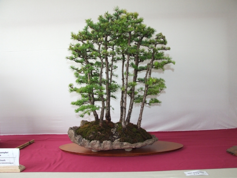 Bonsai Expo  \\'t VEERLE 04-06-2011 127.jpg