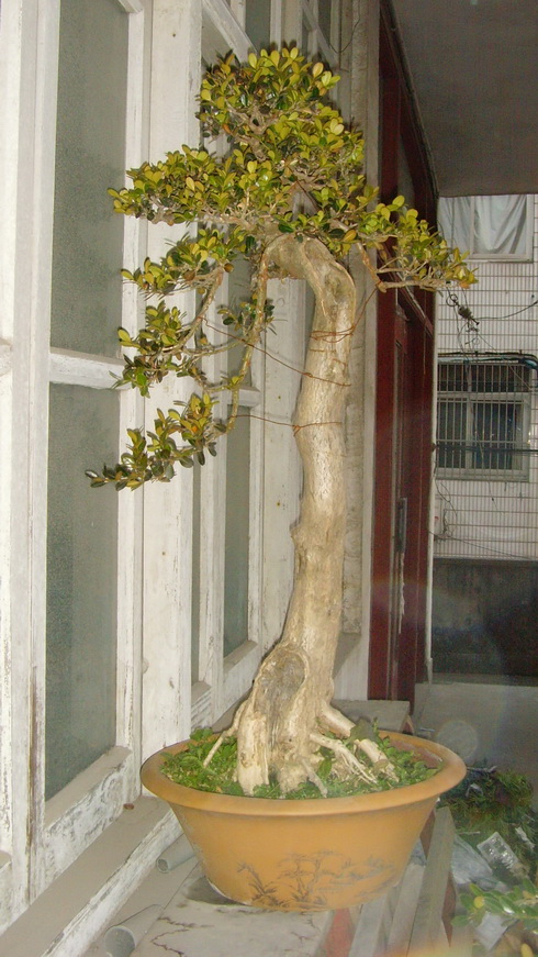 SNV39342.JPG