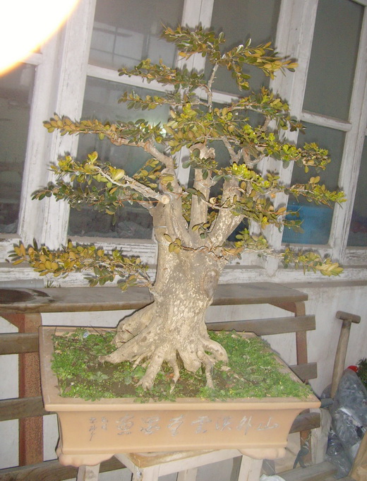 SNV39344.JPG