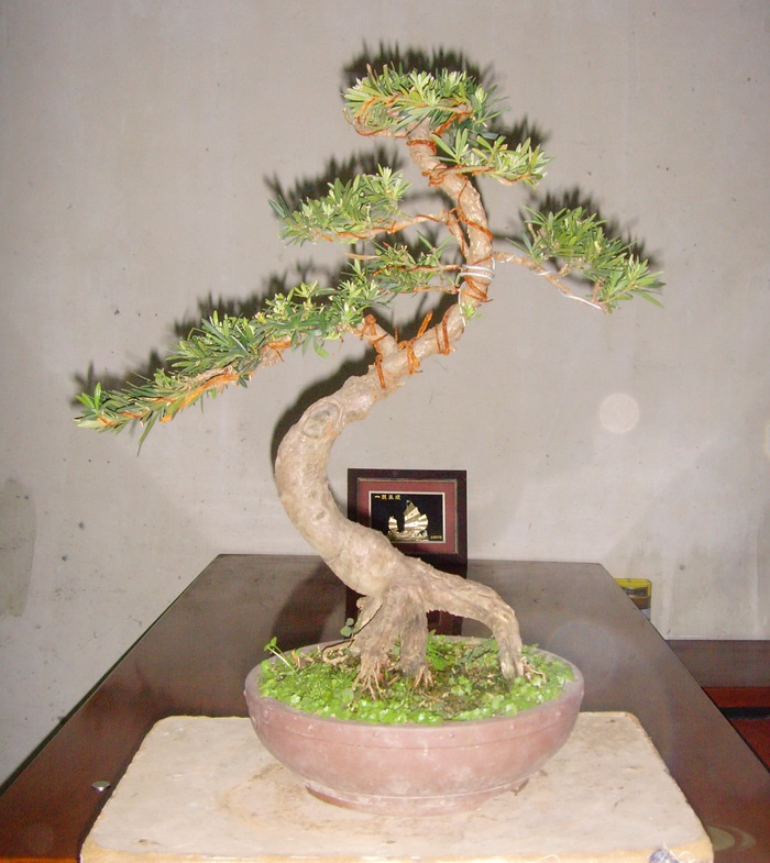 SNV39346.JPG