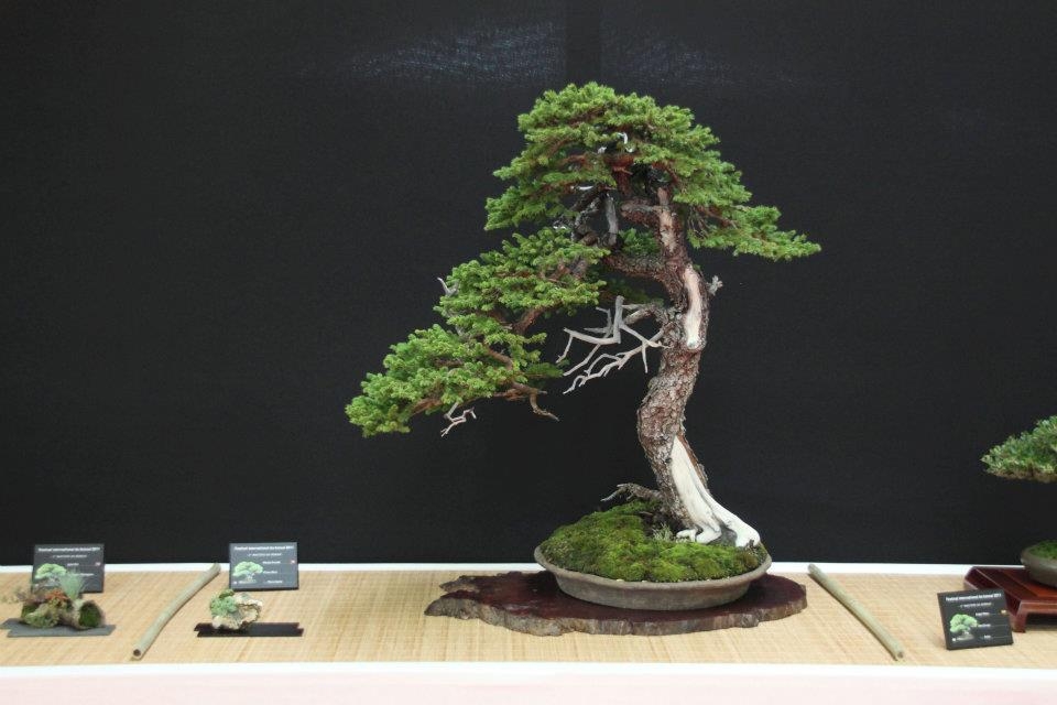 Festival International du Bonsai Saulieu 8 & 9 october 2011 022.jpg