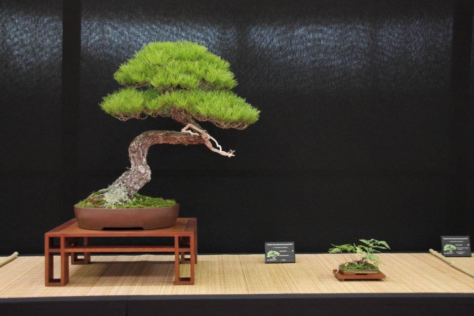 Festival International du Bonsai Saulieu 8 & 9 october 2011 044.jpg