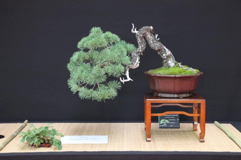 Festival International du Bonsai Saulieu 8 & 9 october 2011 035.jpg