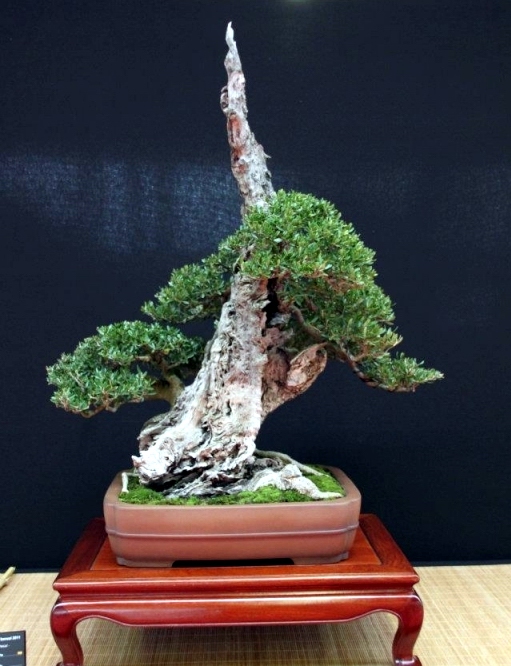 Festival International du Bonsai Saulieu 8 & 9 october 2011 065.jpg