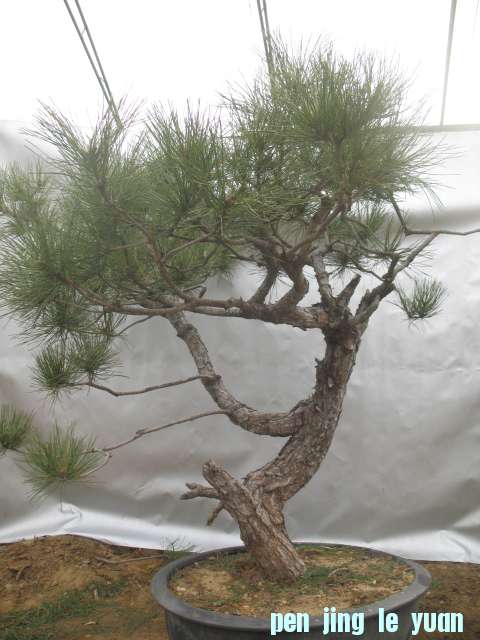 2012.12.08 001.jpg