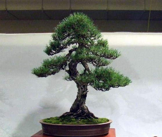 Noelanders Trophy IX 2008 (76).jpg