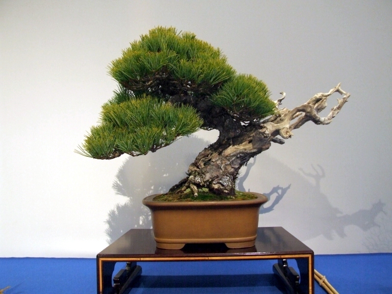 Noelanders Trophy XIII 2012 49b.jpg