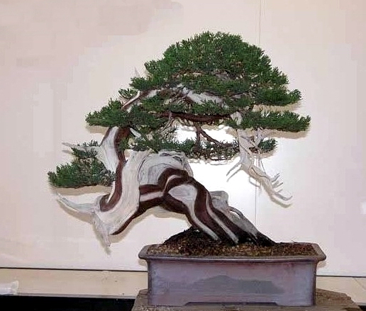 Juniperus sabina Enrico Savini.jpg
