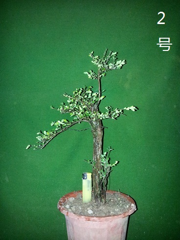 20121223_214826.jpg