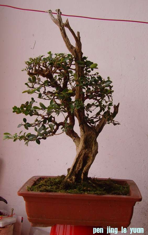 SNV39268.JPG