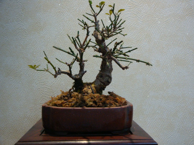 DSC01374.JPG