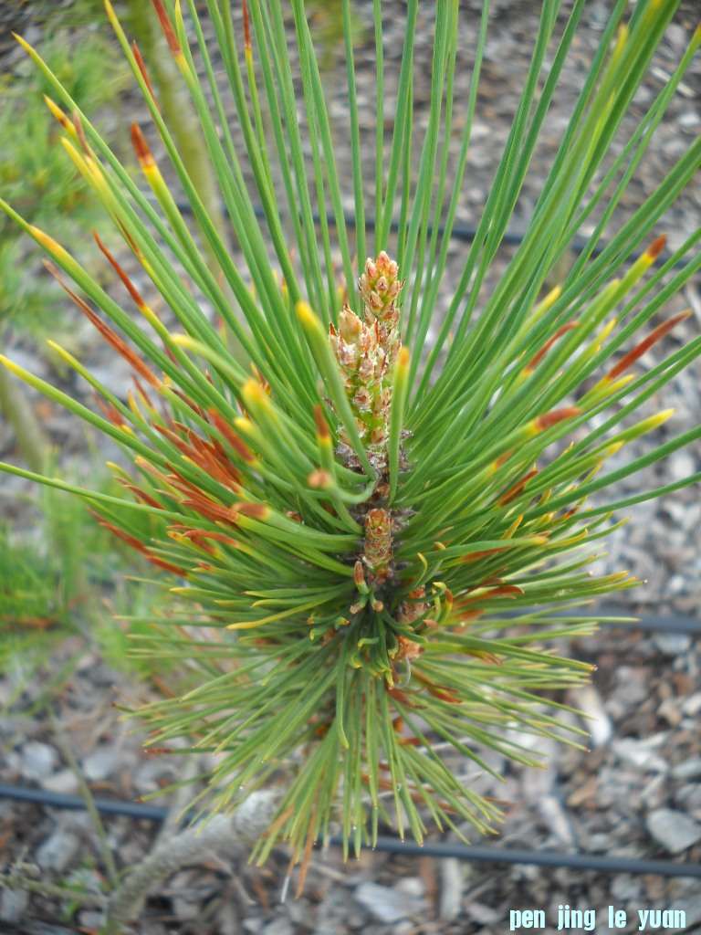 Pinus attenuata \\\\\\'Sevcik\\\\\\' DSCN4281.jpg