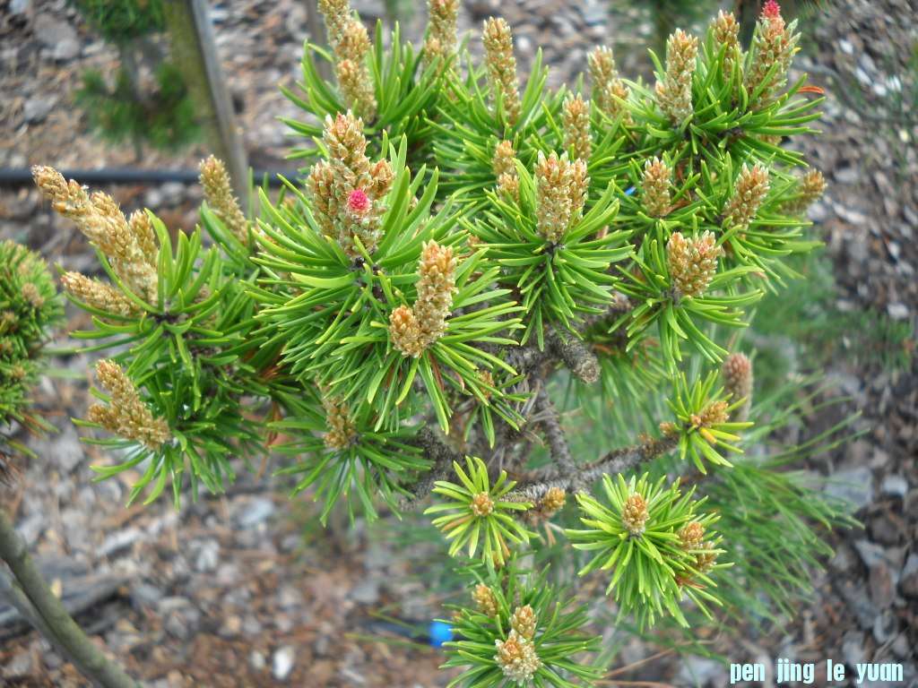 Pinus banksiana \\\\\\'Neponset\\\\\\' DSCN4591.jpg