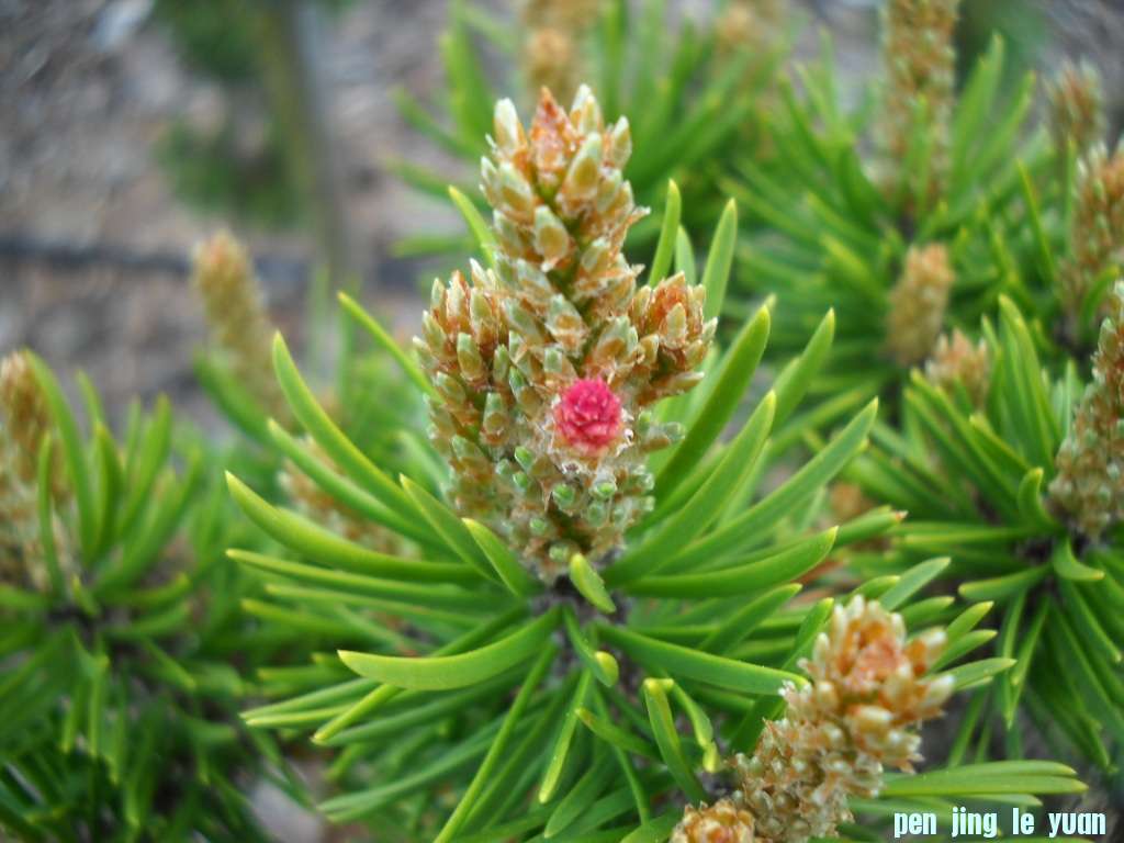 Pinus banksiana \\\\\\'Neponset\\\\\\' DSCN4592.jpg