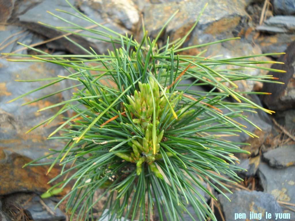 Pinus cembra \\\\\\'Bergknigin\\\\\\' DSCN4734.jpg