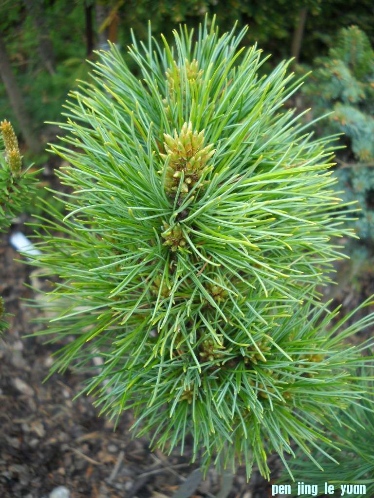 Pinus cembra \\\\\\'Boomerang\\\\\\' DSCN4633.jpg
